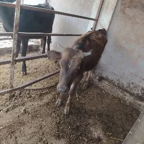 Ökyz şwet.