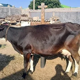 Golisteyin sygyr