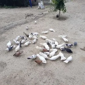 kepderi