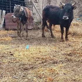 Öküz