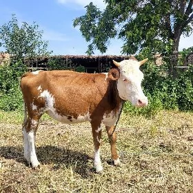 Simmental gunajyn