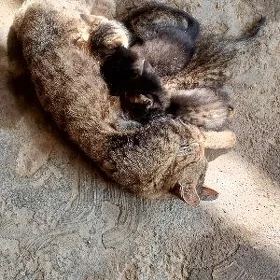 koshka chagalary