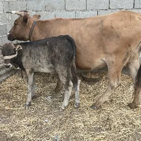 2 goleli sygyr