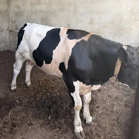 orginal Golisteyin