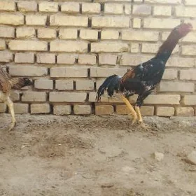 paroda