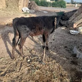 göleli sygyr