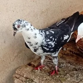 Kepderi