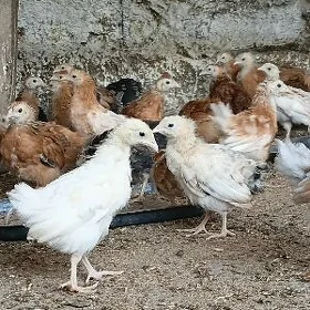 jüje