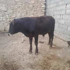 2 sany okuz