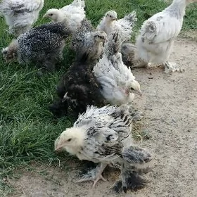 Arassa brama .