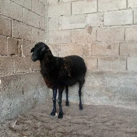 kisar issek