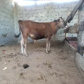 okuz okuzce gole