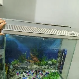 akwaryum