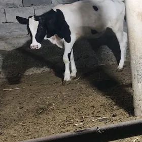 tuwe arginal gleşteyin fer