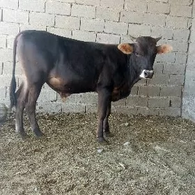 őküz