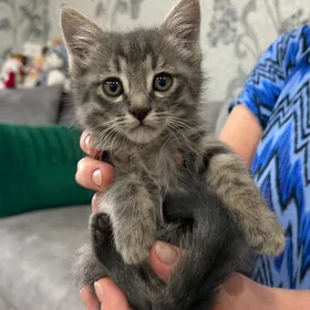 котята
