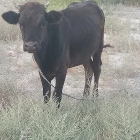 Tüwe
