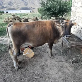 Goleli sygyr