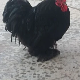 kohin karlik horaz