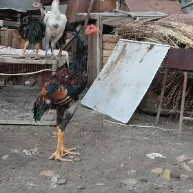 juyja