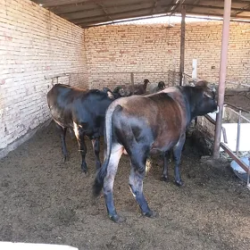 Ökuz