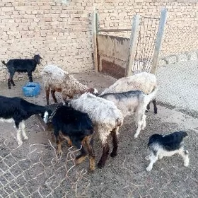 İşşek dogjagaş