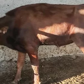 Öküz