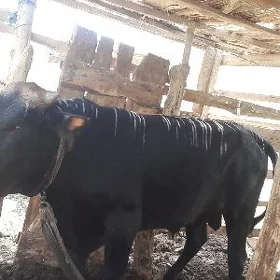 Öküz