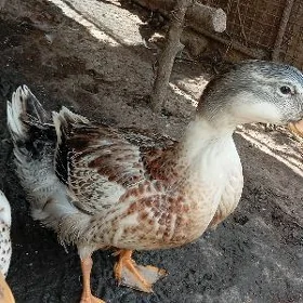 gak gak ordek