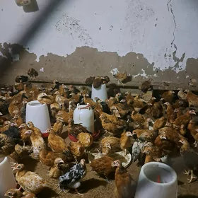 Türkmen Jüje