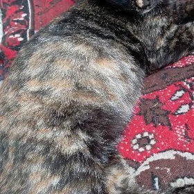 pisim
