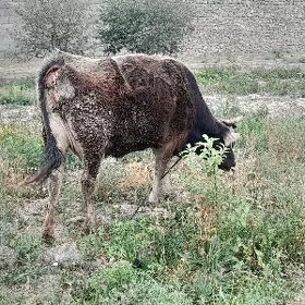 goleli sygyr