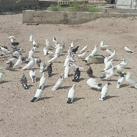kepderi