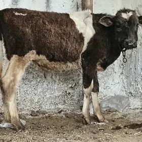 Gibrit Öküzçe