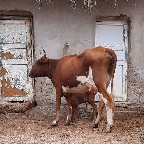 ALA PARODA.GÖLELI SYGYR YASMAL