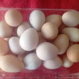 Kakilik (Sisarka) yumurtgasy