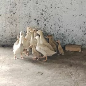 gakgak juje