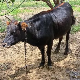 semiz tüwe