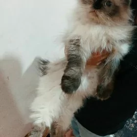 смец персидски сиамски кот