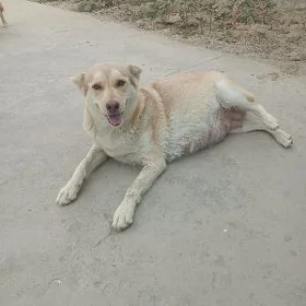 gujik