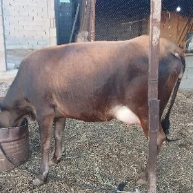 Sygyr