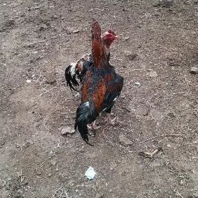 taşkent jüje