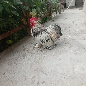kohin karlik horaz