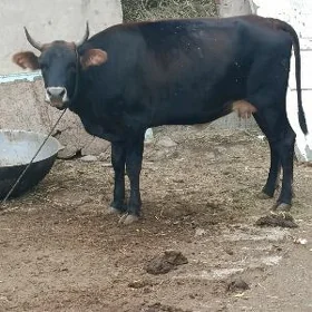 goleli sygyr