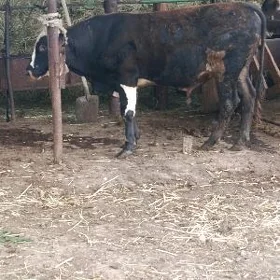okuz gibrit 2 YASAR