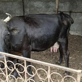 goleli sygyr
