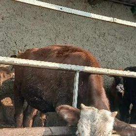 öküz gibirit