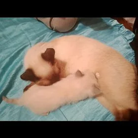 котёнок