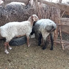 Işşek goýun