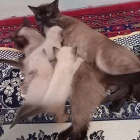 сиамский кошка